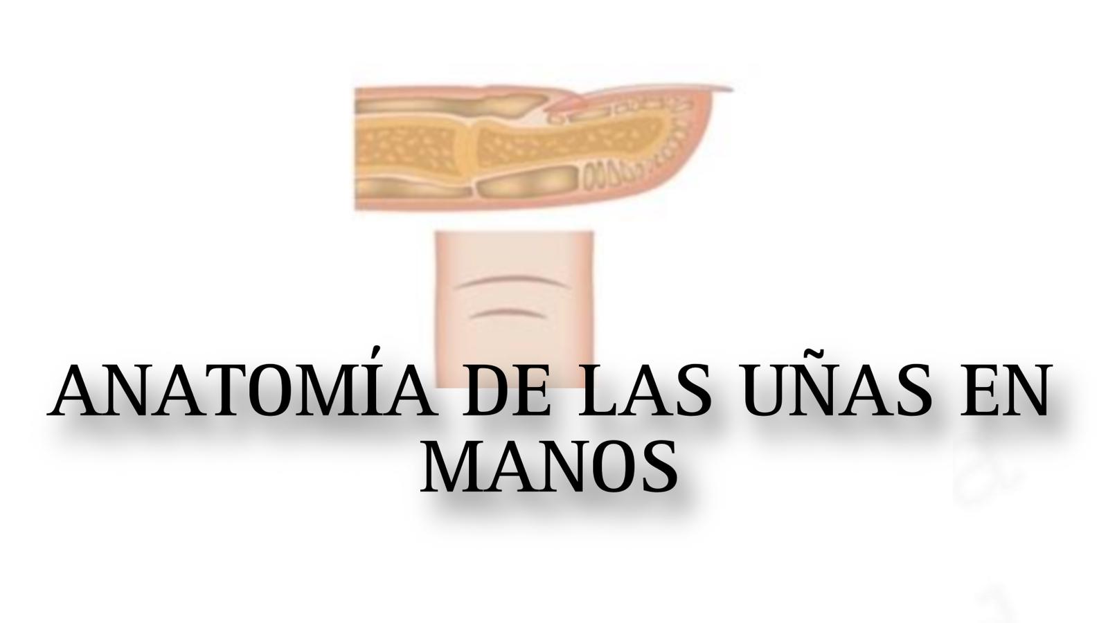 LIBRO PDF 0001 ANATOMIA DE LAS UÑAS EN MANOS