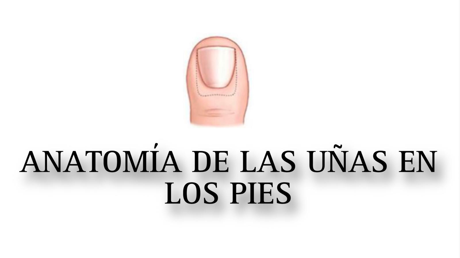 LIBRO PDF 0003 ANATOMIA DE LAS UÑAS EN LOS PIES